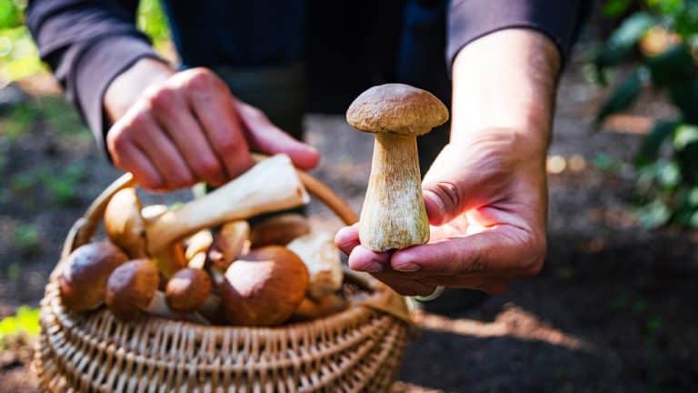 Les secrets de la cueillette des champignons : entre plaisir gastronomique et découverte naturelle