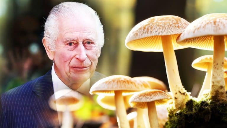 Les champignons, une passion royale : découvrez pourquoi le roi Charles III en raffole