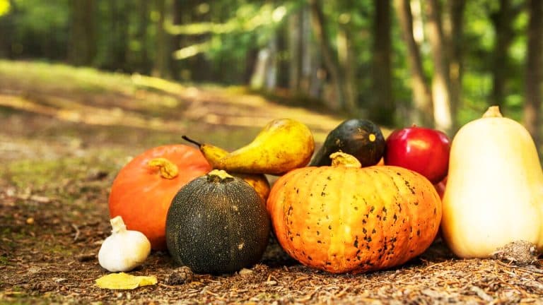 Voici comment réinventer vos plats d’automne avec le potiron : deux recettes originales pour éveiller vos papilles