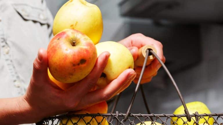 Les secrets pour conserver vos pommes fraîches toute l’année grâce à la congélation