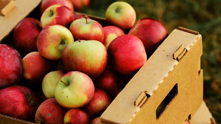 Découvrez pourquoi intégrer la pomme à vos recettes d’automne transformera vos repas en festins mémorables