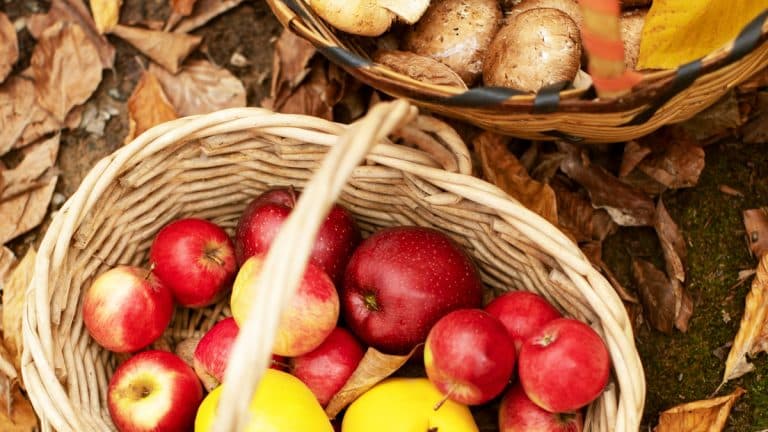 Voici comment la pomme, ce fruit miracle, peut booster votre énergie et vous revitaliser cet automne