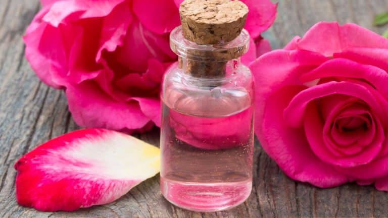 Découvrez comment préparer votre propre eau de rose à la maison pour des usages multiples