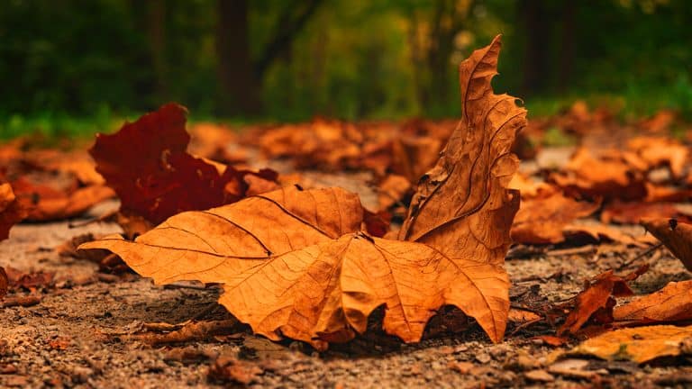 Les feuilles sur votre auto en automne : pourquoi les enlever est crucial pour sa santé