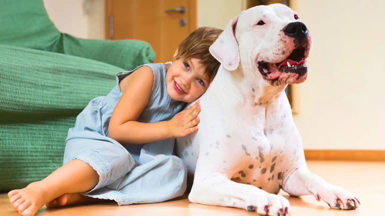 Les moments magiques entre un chien géant et un enfant capturés par un photographe talentueux