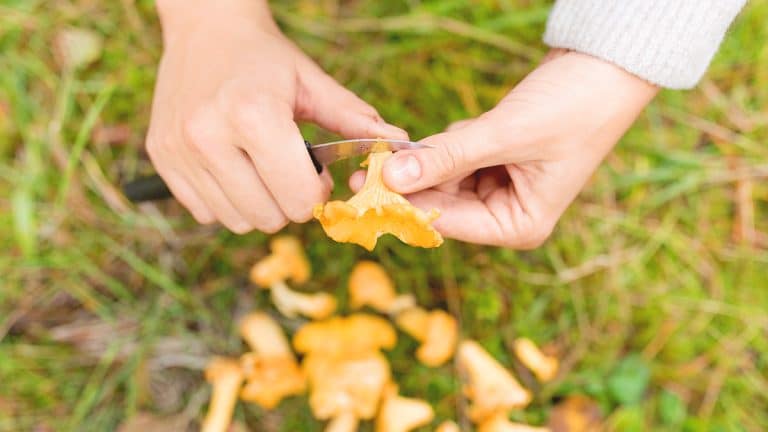 Les secrets pour dénicher les meilleurs spots de girolles : boostez vos cueillettes automnales