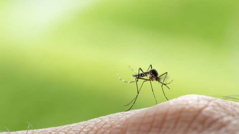 Dites adieu aux désagréments des moustiques avec une solution naturelle et sûre