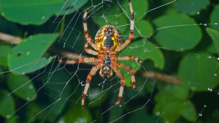 Découvrez comment éloigner les araignées de votre domicile avec ces 3 méthodes simples et efficaces